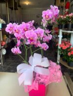 Orquídea