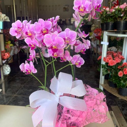 ORQUIDEA