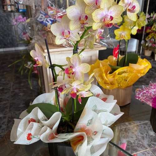 mini orquidea